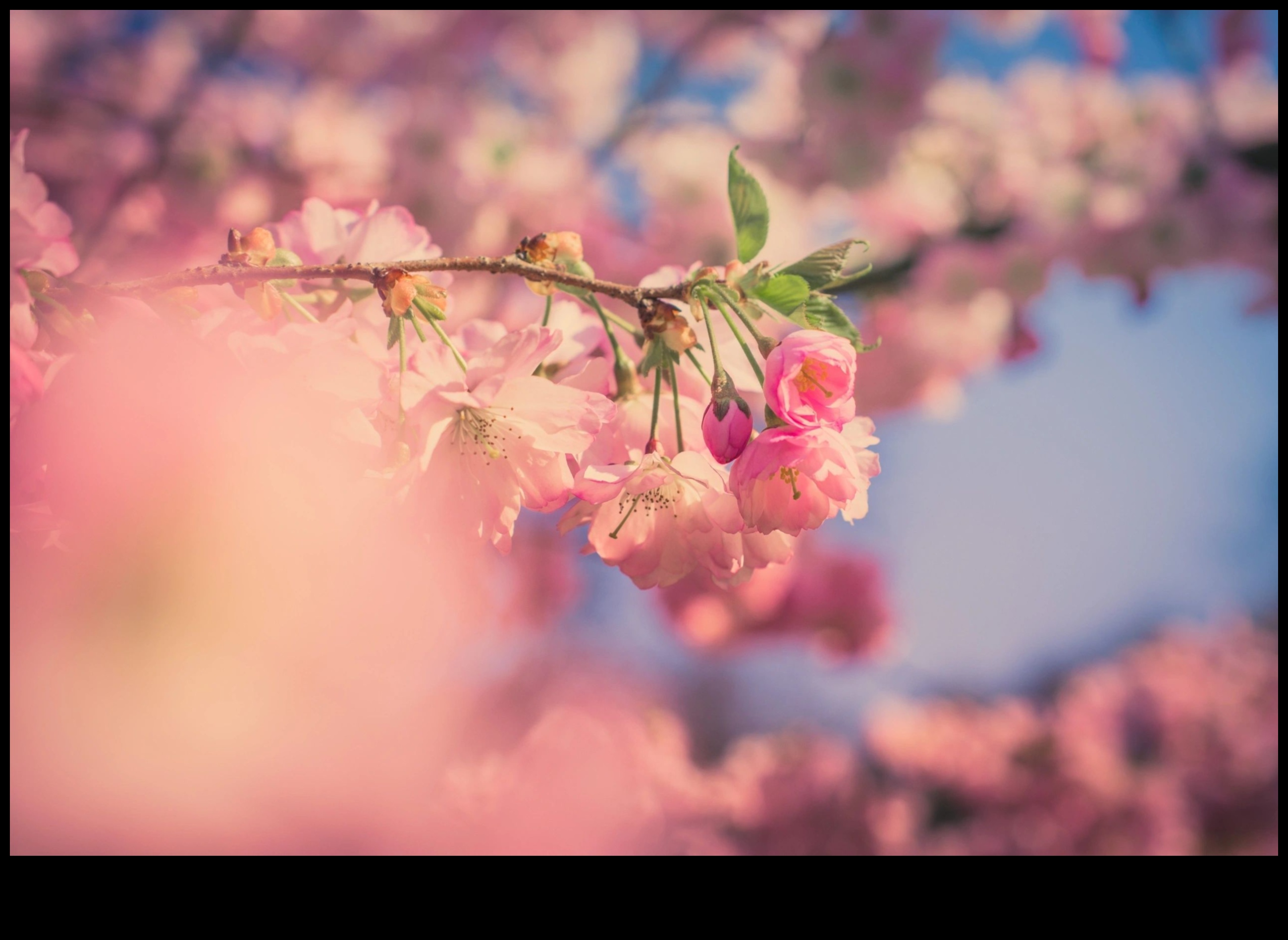 Minuni de aproape O călătorie de fotografie macro în microcosmos 2 Minuni de aproape: explorarea microcosmosului prin prisma fotografierii macro