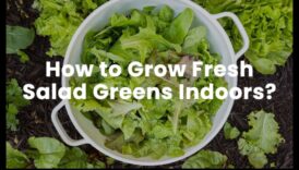 Bunătatea frunzelor: Explorând lumea amestecurilor de verde proaspăt și vibrant