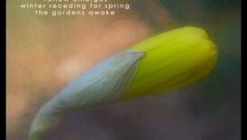 Poezie picturală: crearea haiku-urilor vizuale în fotografie