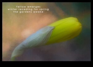 Poezie picturală: crearea haiku-urilor vizuale în fotografie